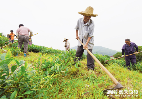 鼠茅草种植视频,鼠茅草图片,防止土壤流失,护坡,土壤修复,嘉禾源硕