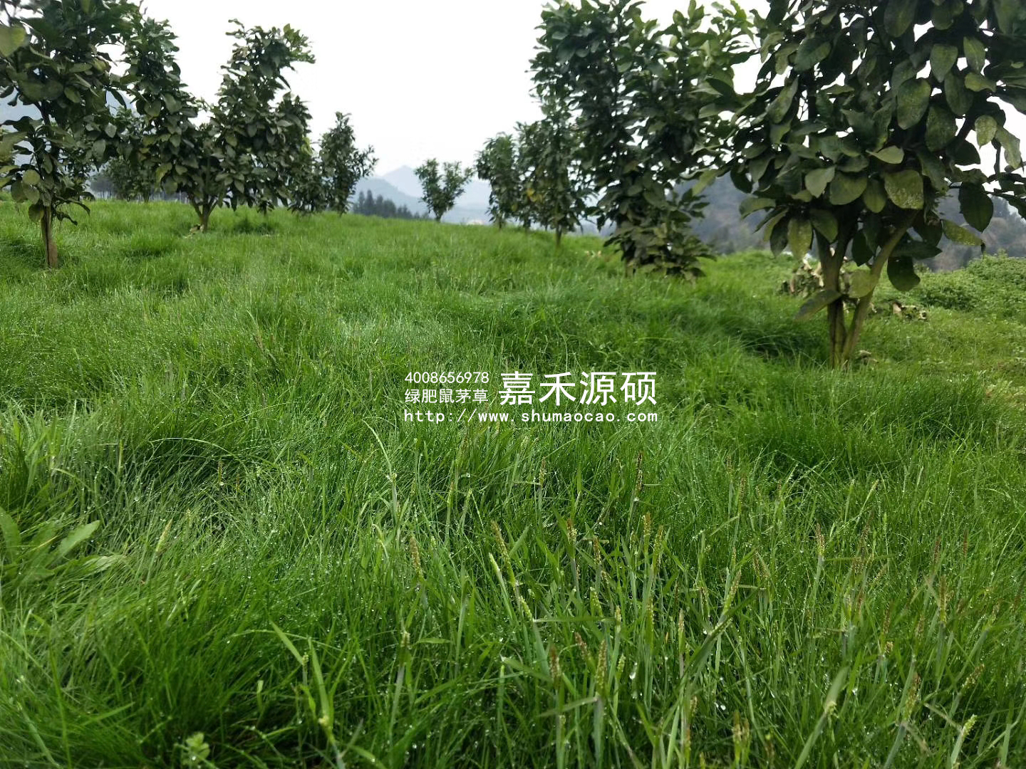 贵州铜仁柚子园 种植鼠茅草后有啥不一样