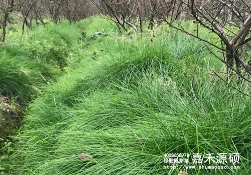 为什么说种植鼠茅草比施有机肥更省钱?