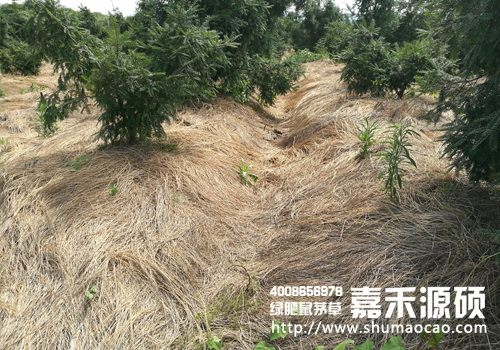 鼠茅草,鼠茅草种子,鼠茅草价格,鼠茅草厂家,鼠毛草,果园绿肥,绿肥种子