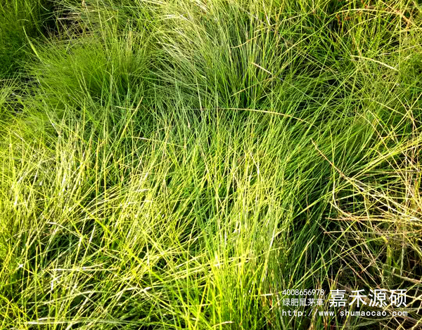 记录最美瞬间丨绿肥鼠茅草美景欣赏,照片征集中