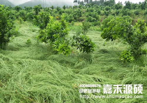 鼠茅草,鼠茅草种子,鼠茅草价格,鼠茅草厂家,鼠毛草,果园绿肥,绿肥种子