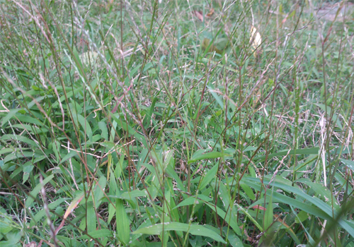 果农问怎么除草才不难答种植鼠茅草来解决