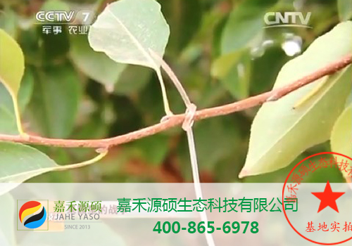 鼠茅草,鼠茅草种子,鼠茅草价格,鼠茅草厂家,鼠毛草,绿肥种子,绿肥,鼠