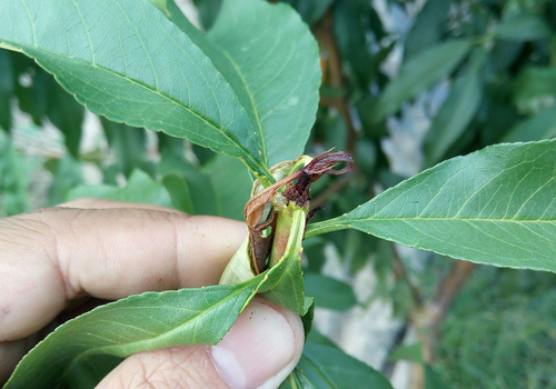 梨小食心虫的危害有多大