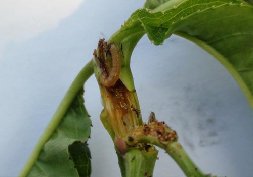 梨小食心虫的危害有多大