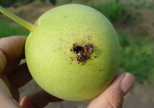 每年春暖花开时防治梨小食心虫不容小视