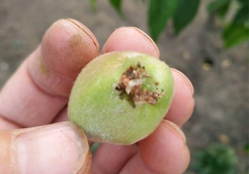 果园里的它身小危害大梨小食心虫