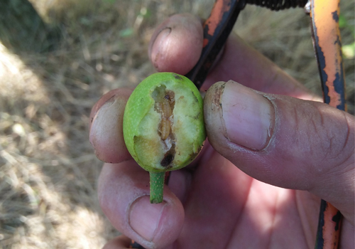 果园里的它身小危害大梨小食心虫
