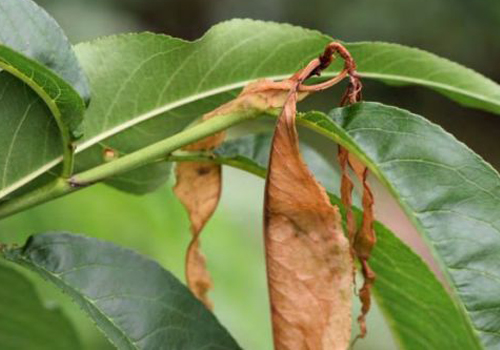 果园里的它身小危害大梨小食心虫