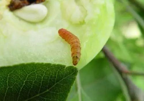 防治梨小食心虫困难没有办法多